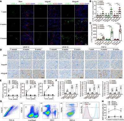 Corrigendum: Lymphatic reconstruction in kidney allograft aggravates chronic rejection by promoting alloantigen presentation